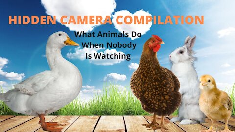 Hidden Camera Compilation - What Animals Do When Nobody Is Watching