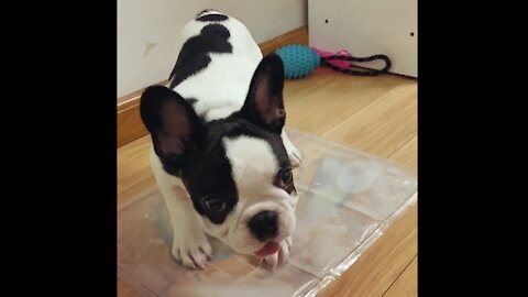 "Everything can be a toy for me" - said this Frenchie puppy