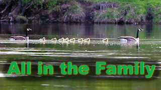 Young Goose Family crosses a beautiful Canadian river