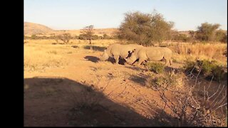 SOUTH AFRICA - Rhino's hunted down for their horns (JQi)