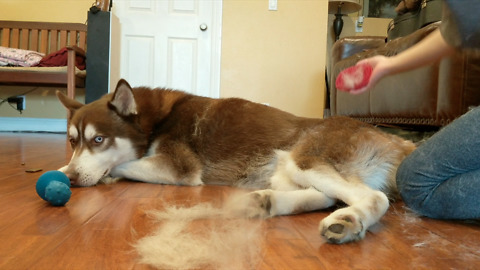 Patient Husky Gets Brushed (Lots Of Fur)