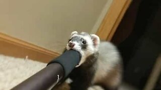 Mischievous ferret steals selfie stick