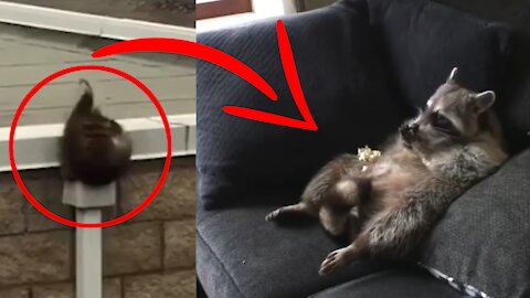 Look what this raccoon does every day