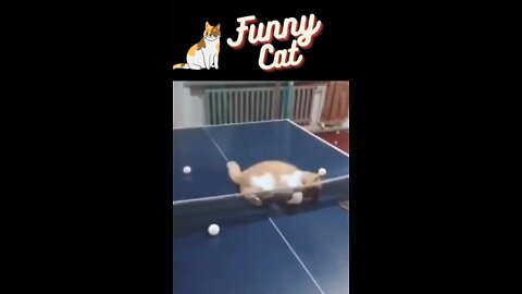 Funny cat play with game