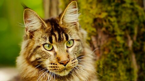 Prince Maine Coon kitten.