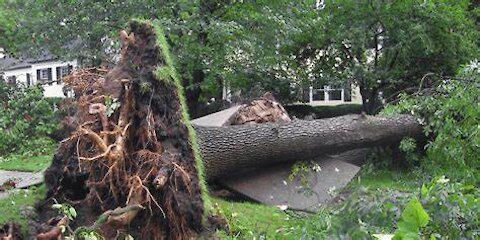 WIND STORM DAMAGE