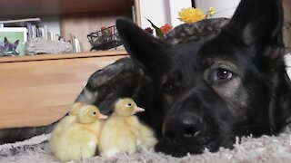 Day old ducklings imprint on gentle German Shepherd