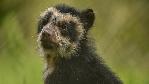 First ‘Paddington’ Bear Born in Great Britain: ZooBorns