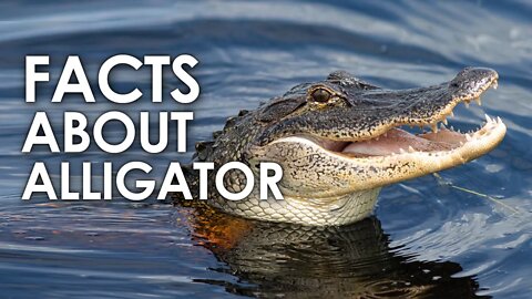 AMAZING FACTS ABOUT ALLIGATOR | ALLIGATOR FACTS | AMINAL | NATURE