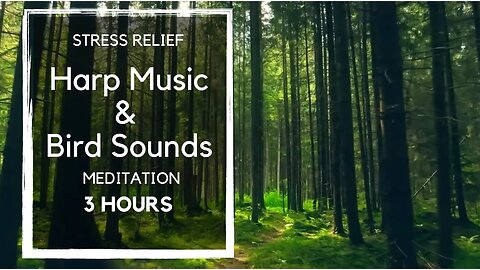 Stress-Relieving Meditation Music: 3 Hours of Soothing Harp and Bird Sounds 🎵