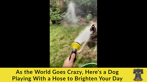 As the World Goes Crazy, Here's a Dog Playing With a Hose to Brighten Your Day