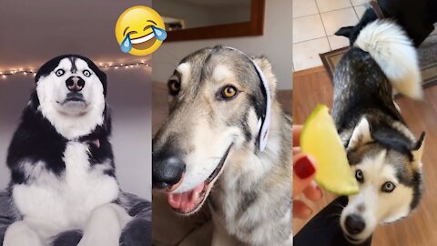 Cute and Funny Husky Dogs - TikTok Compilation