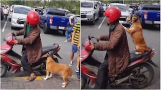 Sikkerhet først! Hund tar på seg hjelm før en tur på motorsykkelen