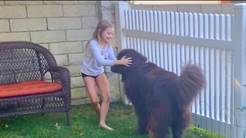 Newfie loves playing hide-and-seek with little girl