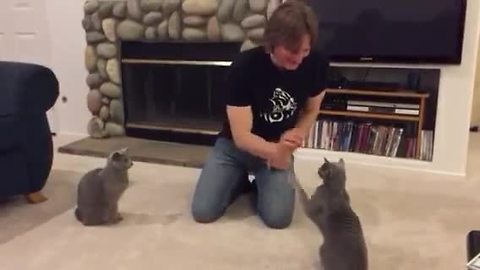 Talented Cats Show Off Array Of Tricks