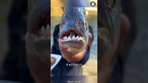 Piranha 🤬 The Most Aggressive Fish!