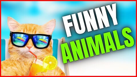 videos | Funny dog&cat videos | Hilarious pet videos