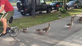 Hij fietst zonder pardon over een jonge gans en rijdt door