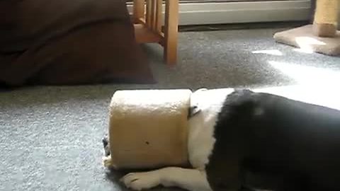 Goofy pit bull gets cat toy stuck on head