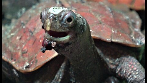 World's smallest turtle gets help to clean food off his face