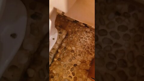 Toilet drain backed up during home inspection. #shortvideo