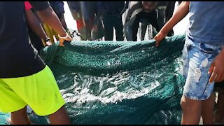 SOUTH AFRICA - Durban - Sardines being netted at Durban beachfront (Videos) (ASv)