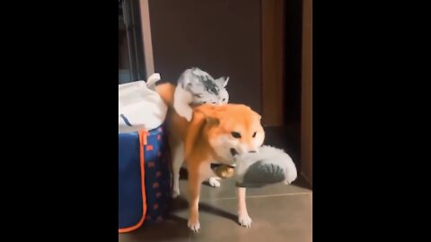 Ginger cat riding a dog / The cat grabbed the husky with his teeth and rides it