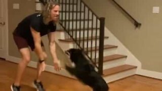 This dog is an amazing dance partner!
