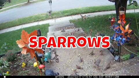 The Sparrows 🌻