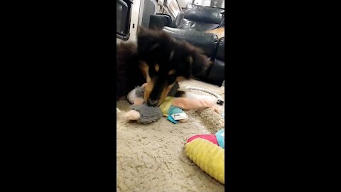 Puppy squeaks his toy for the first time!