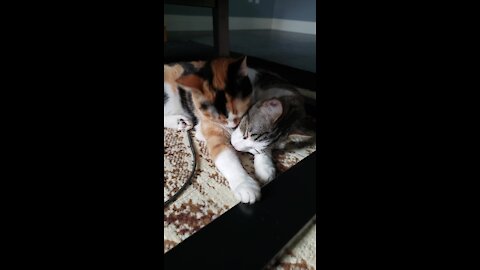 Cute cuddles: Pair of kitty cats show each other some love