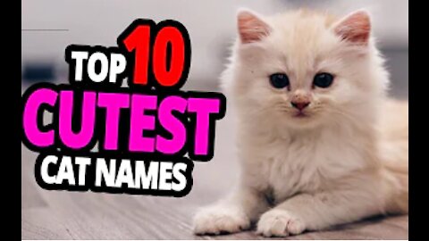 🐈 Cutest Cat Names - TOP 10 Cutest Cat Names For Male & Female