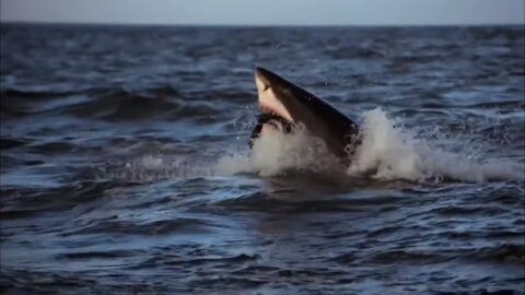 Why Can Shark Hunt Eagle Flying? Wild Life So Amazing!