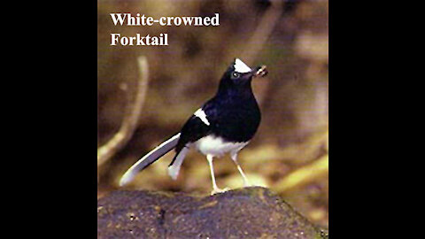 White-crowned Forktail bird video