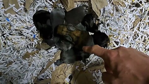 BLUE VIENNA BABY RABBITS KITS 8 DAYS OLD Blue Black Agouti size difference Konijntjes dagen konijnen