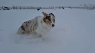 Hund leger i sneen i slo-mo