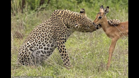 Leopard saved a baby deer