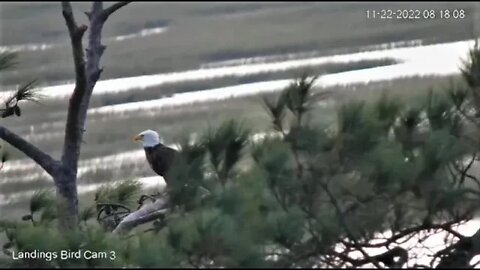 Breakfast With the Bald Eagle 🦅 11/22/22 08:11