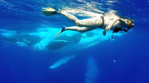 Swimmer in Tonga has close-encounter with humpback whales