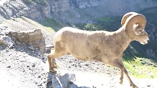 Close encounter with big horn sheep