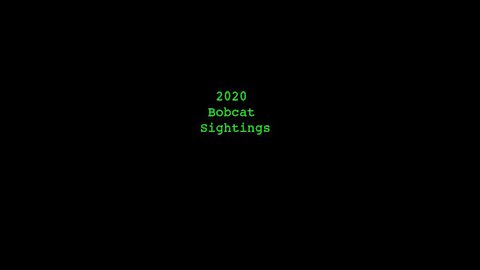 2020 Bobcat Sightings