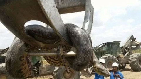 Construction workers discover 400kg anaconda on a Brazilian building site