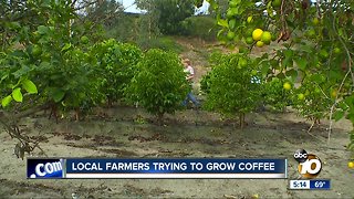 Local farmers trying to grow coffee