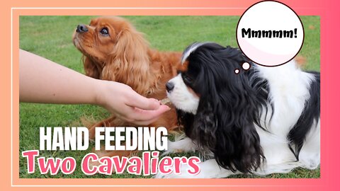 Hand Feeding Cavalier King Charles Spaniels