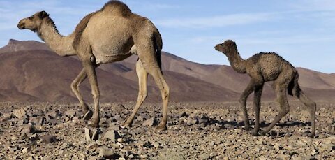 See what the camel does when it is born