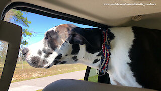 Funny Great Danes' Ears Flap And Flop In The Wind