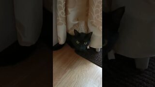 Kitten pretends to be a curtain #bengalcat #blackcat #thisisnotmycat