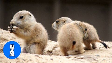 Prairie Dogs Playing - Cutest Video