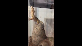 Leopard gecko climbs