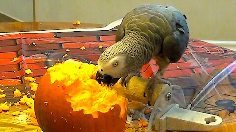 Parrot can't contain happiness after discovering pumpkin seeds